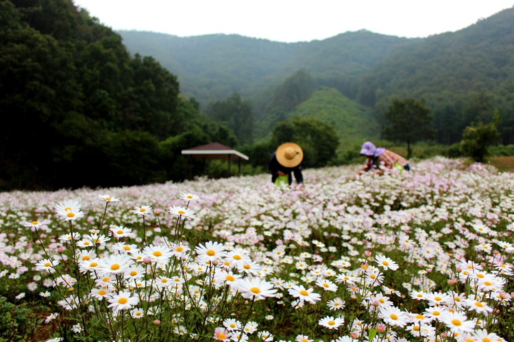 하립골