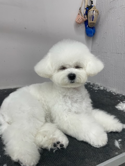 블리스펫츠