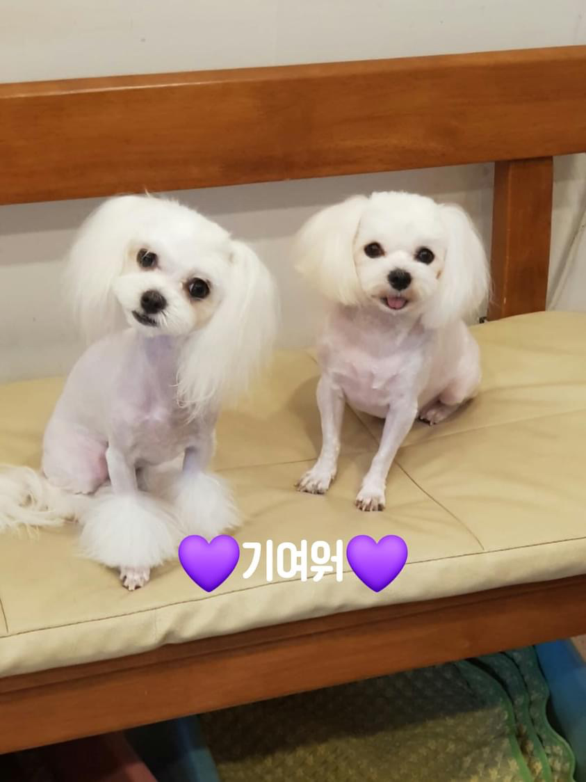 펫프렌즈 대표 이미지