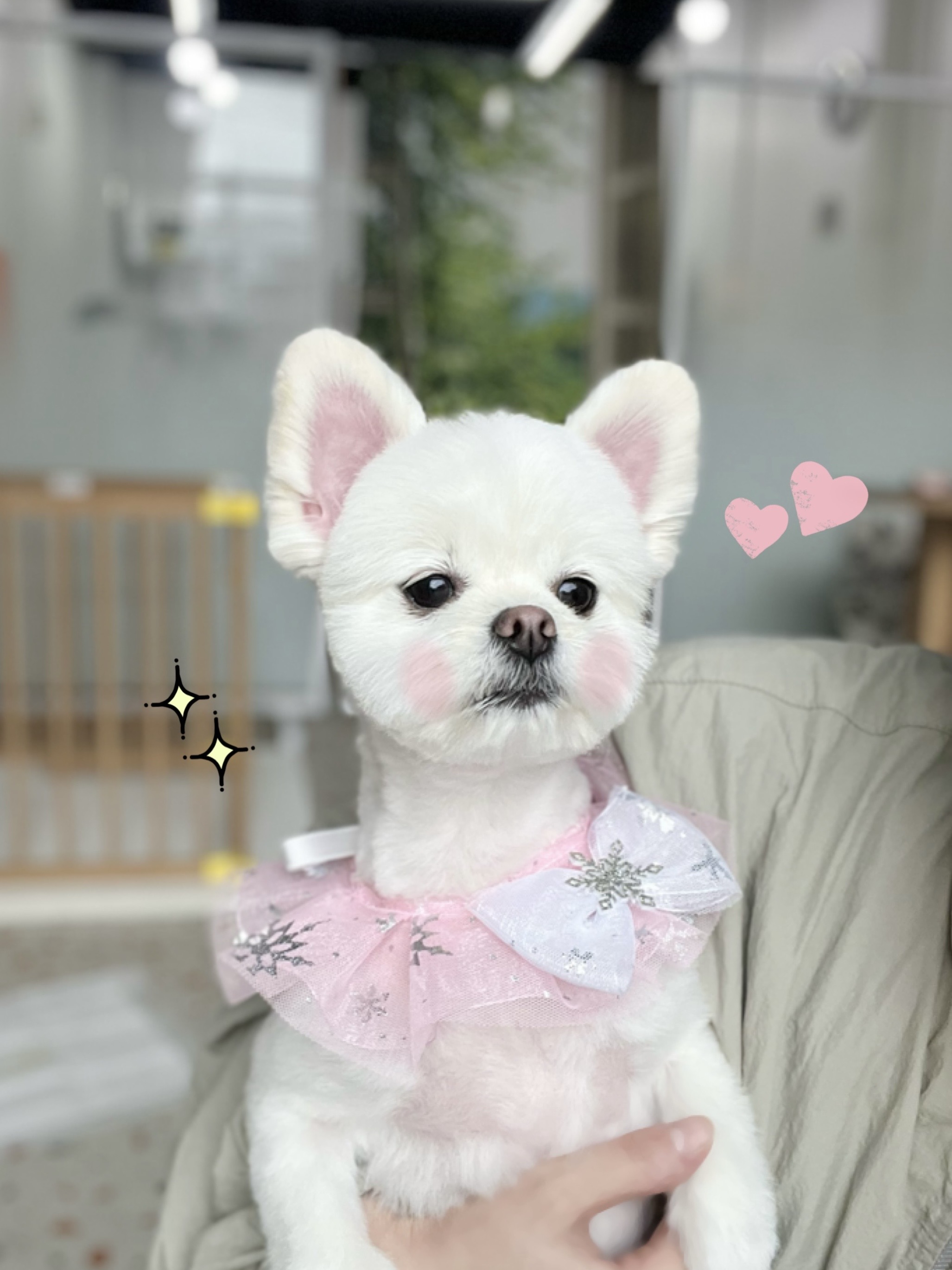 퓨어멍 대표 이미지
