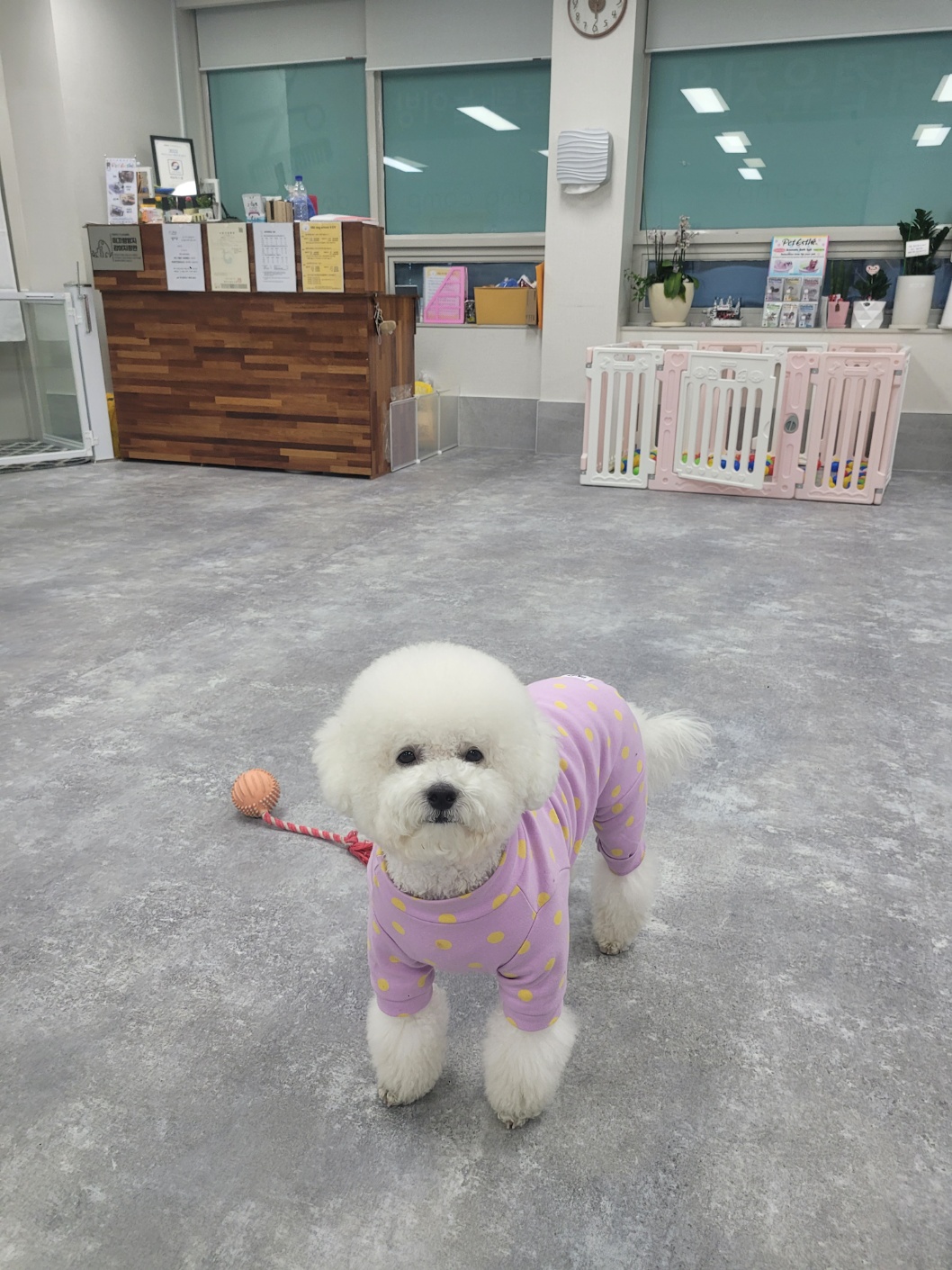486독스쿨 사상점