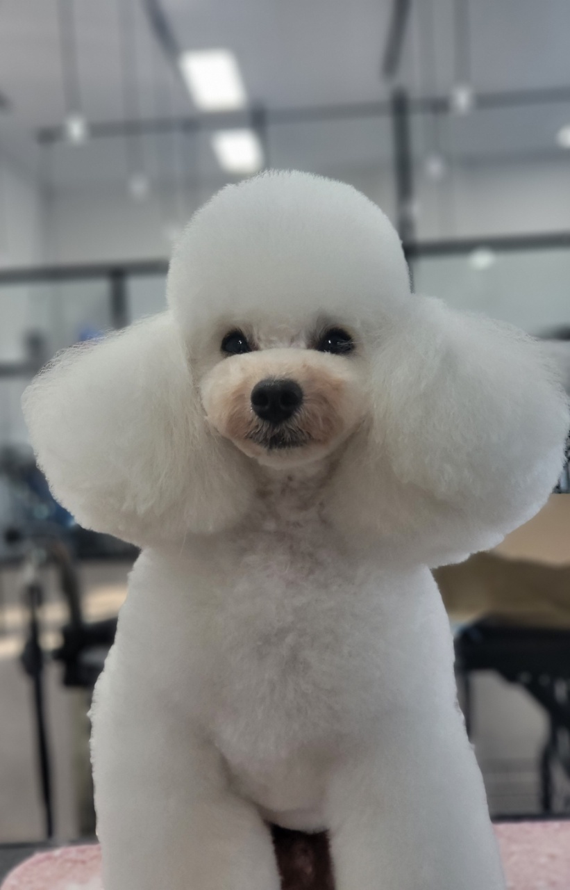 탑애견미용학원 시흥점