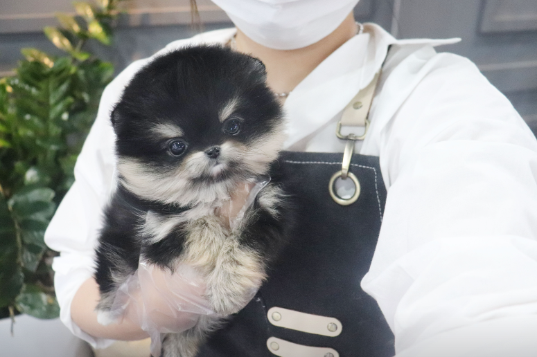 내품안의반려견 은평점