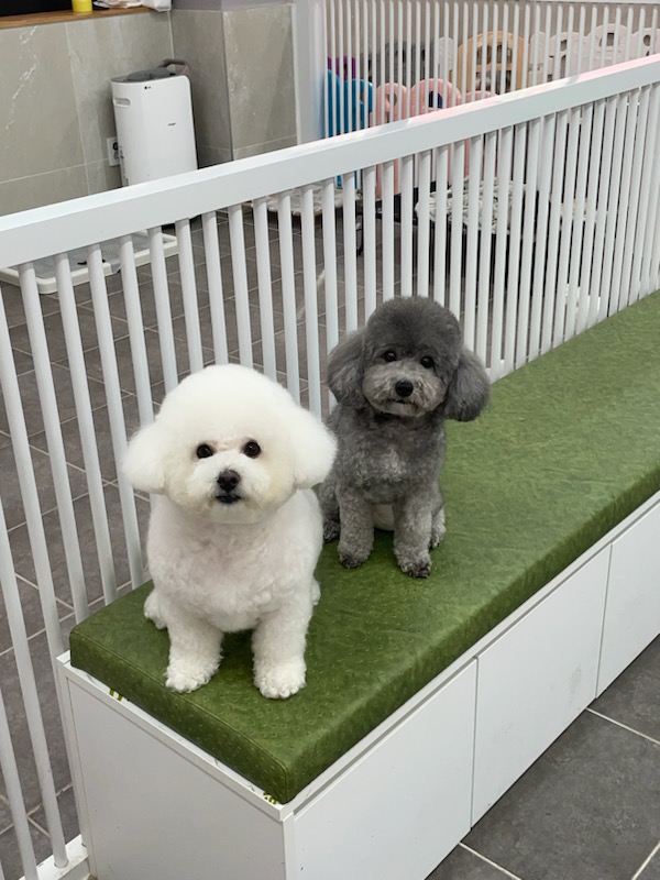 블리스펫츠