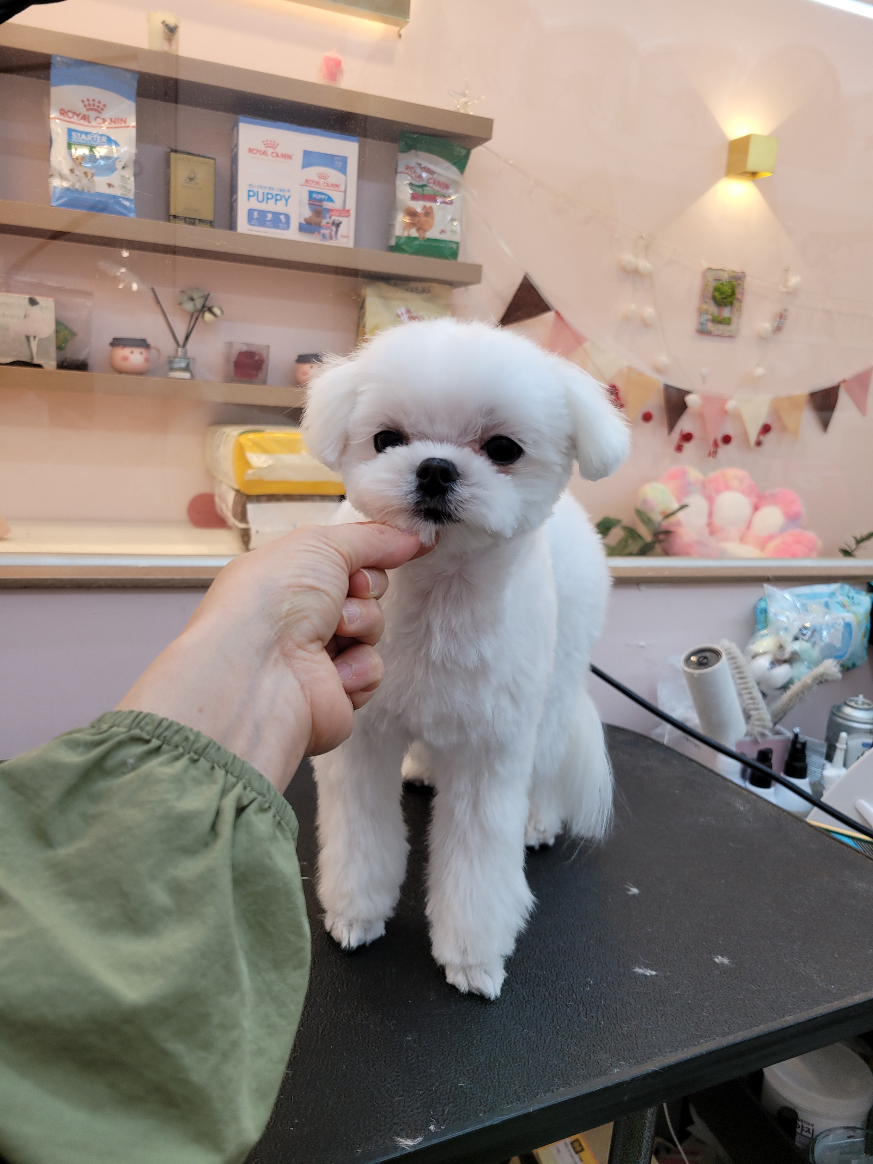뷰티몽냥 대표 이미지