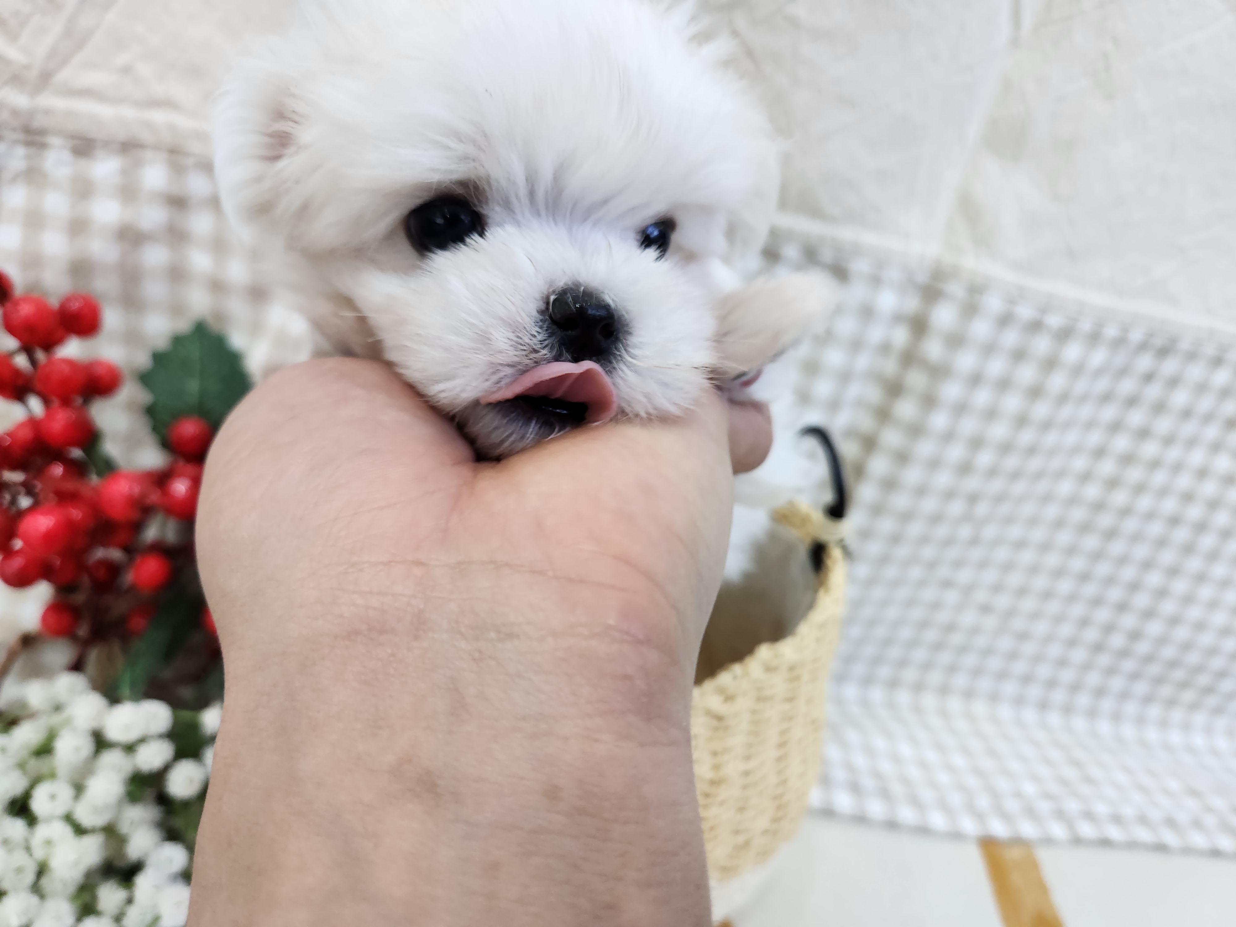 강아지분양 펫앤펫 인천본점 대표 이미지 (강아지)