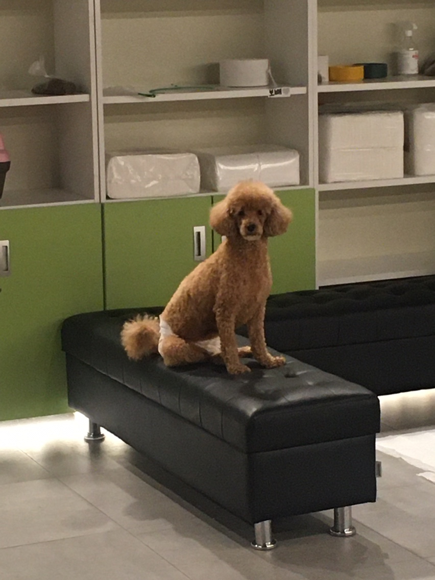 멍팰리스 대표 이미지