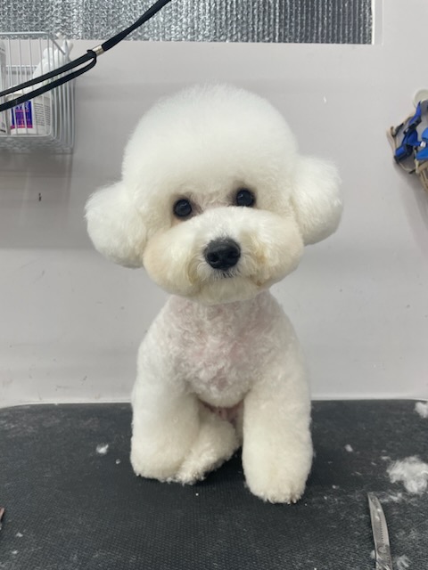 블리스펫츠
