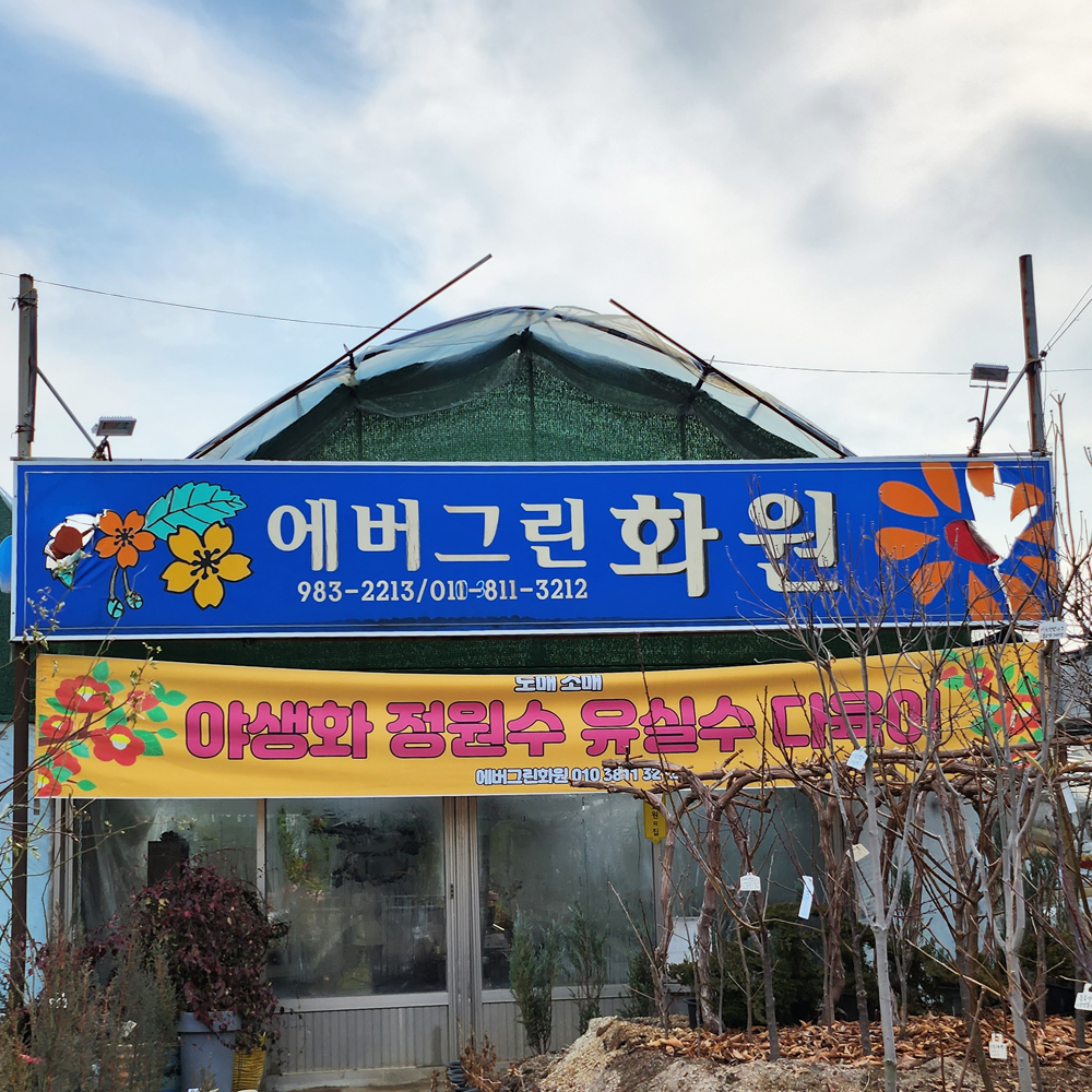 에버그린화원
