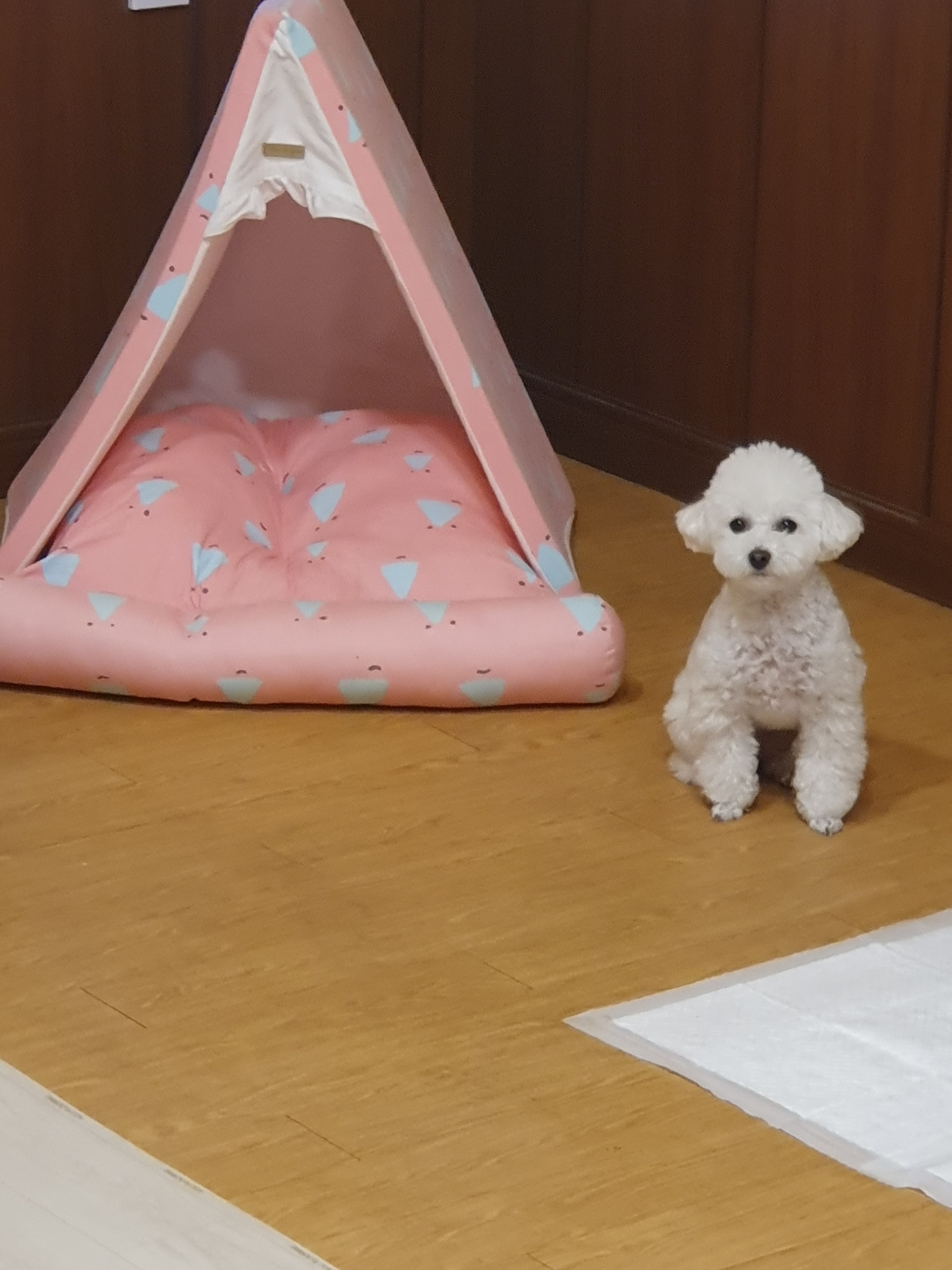 펫하우스V 대표 이미지