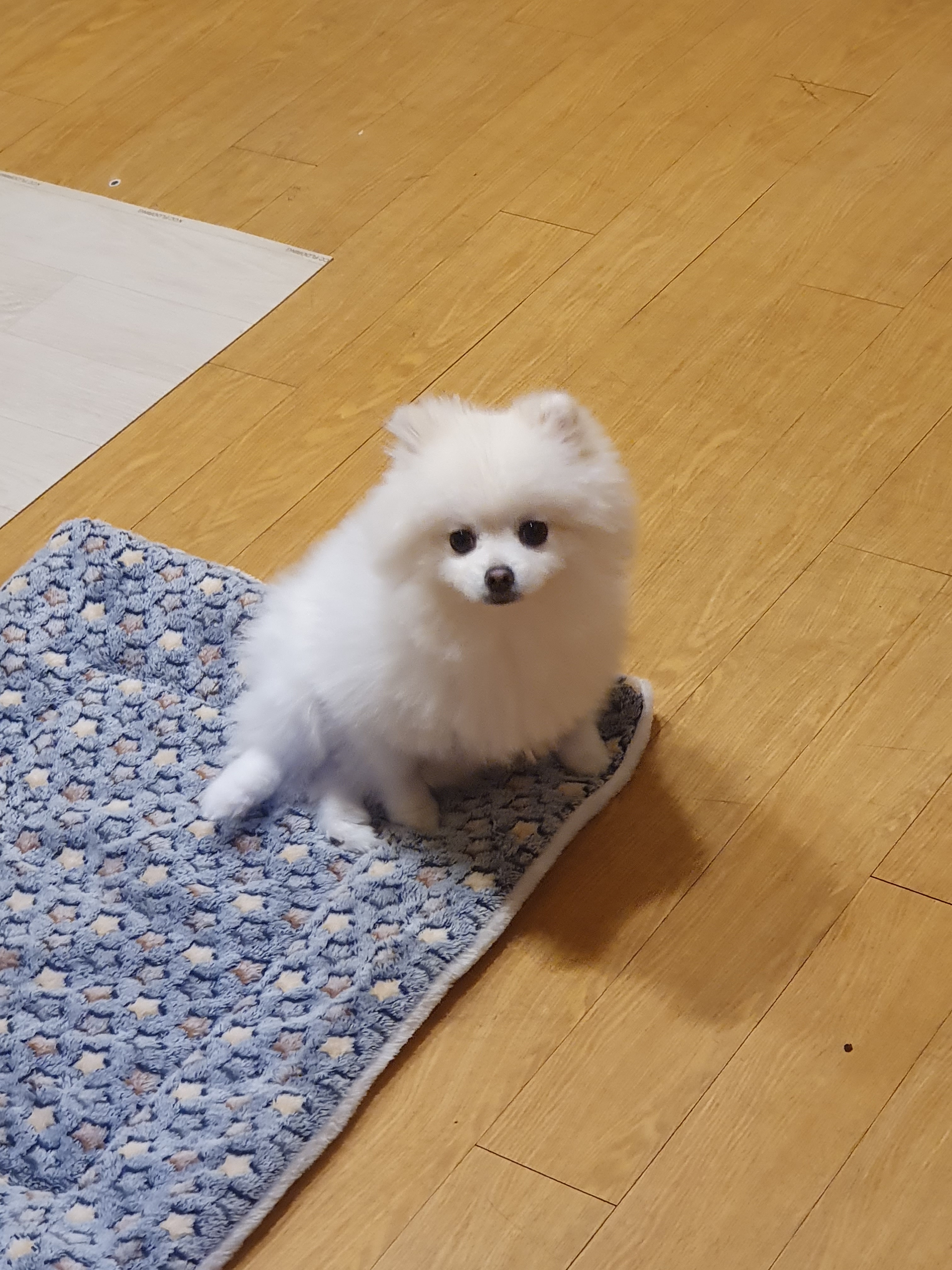 펫하우스V 대표 이미지