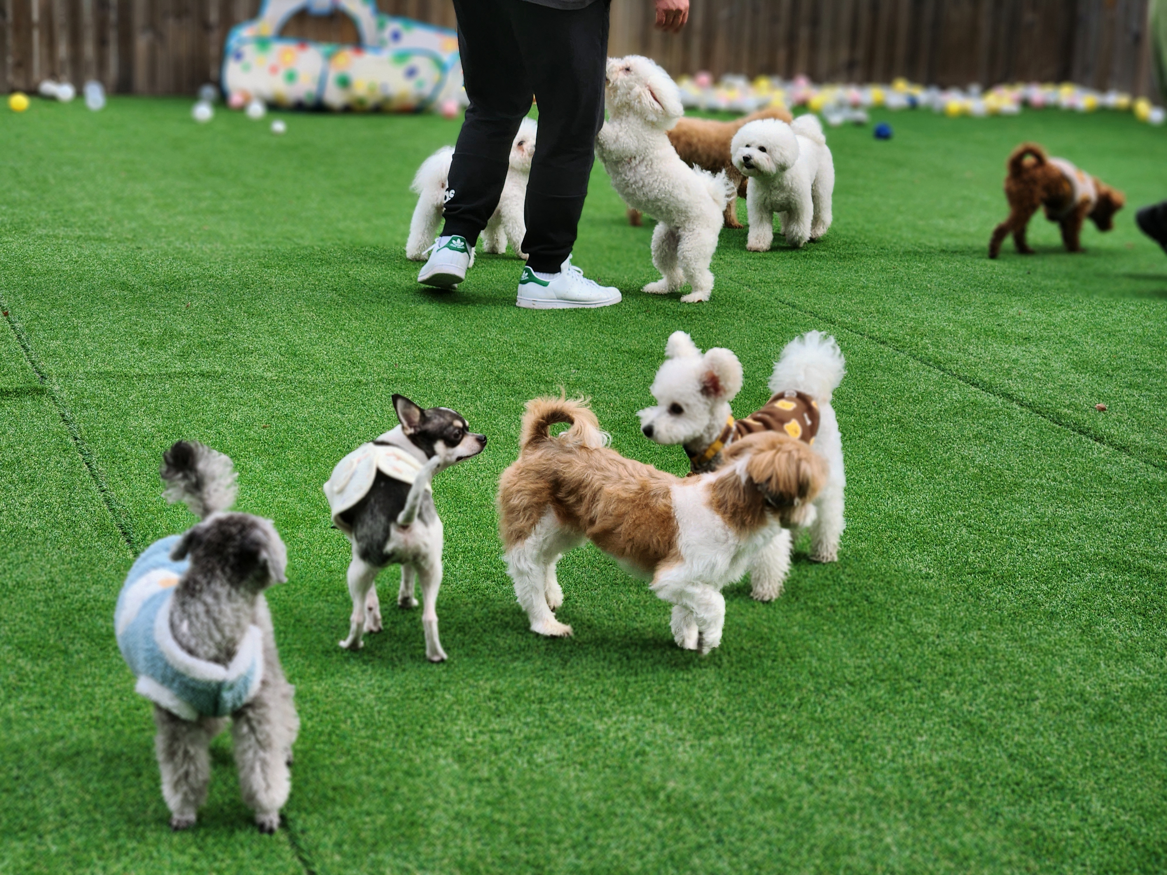놀펫강아지유치원애견호텔서울애견유치원 성북본원 대표 이미지
