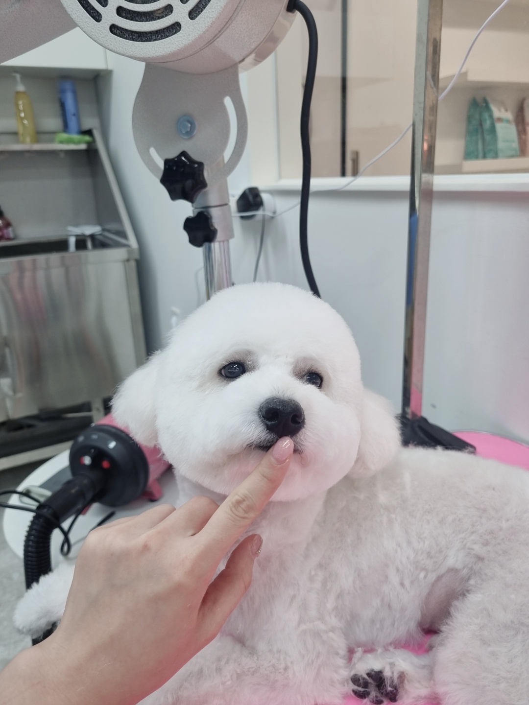 씨앤디펫샵 대표 이미지