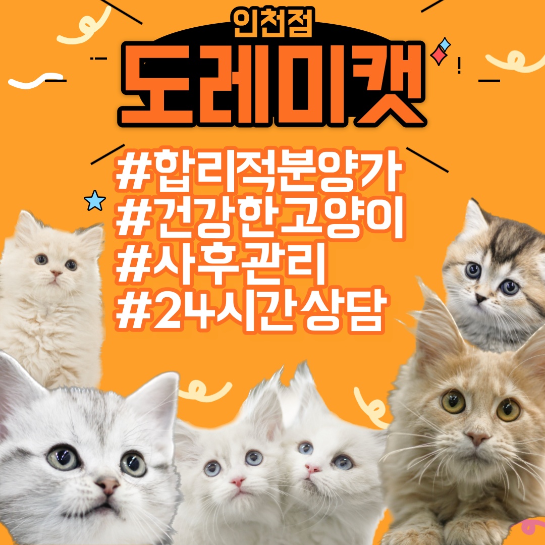 인천고양이분양 도레미캣