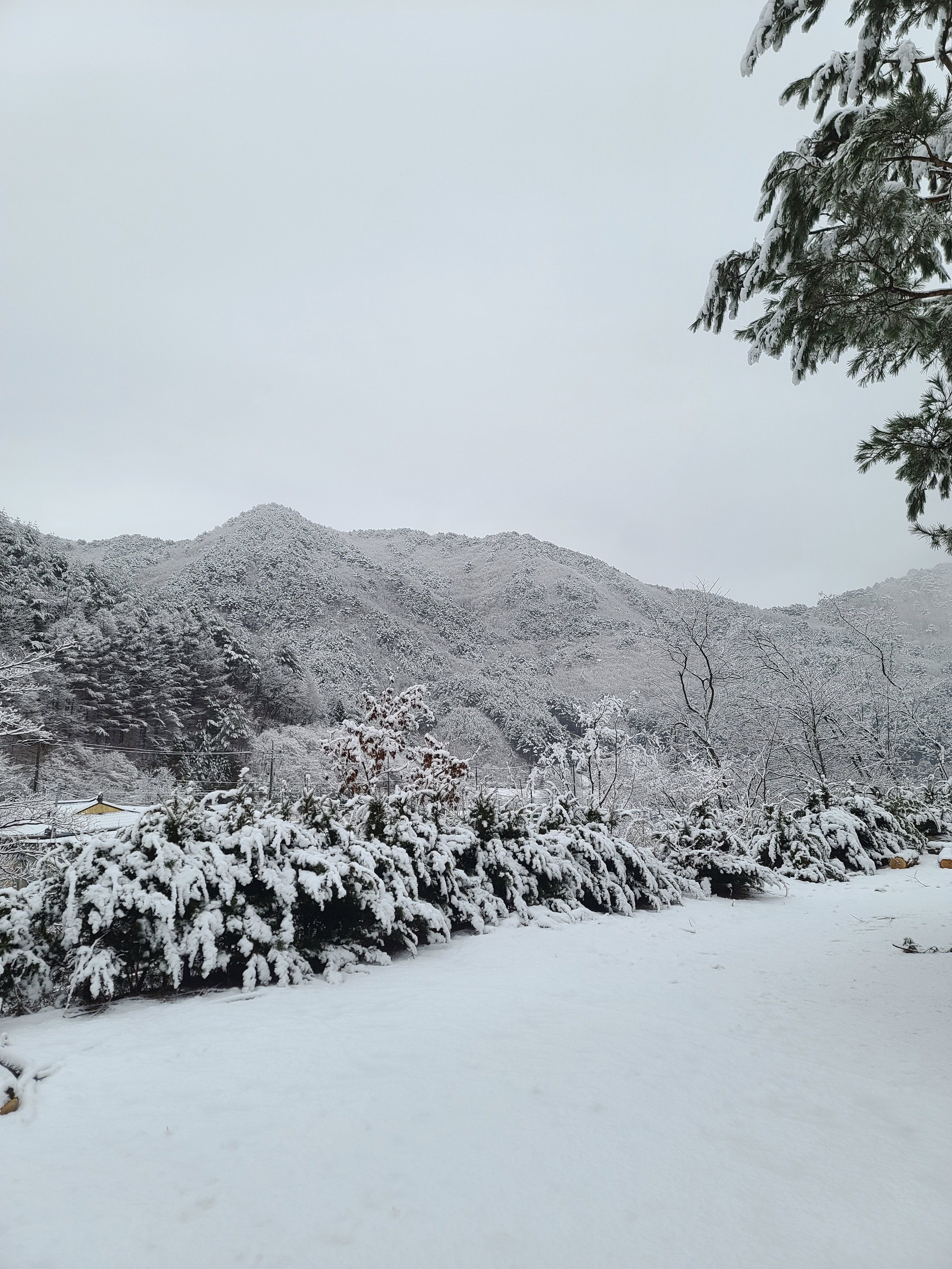 일월산한우네 반려동물 동반 애견카페