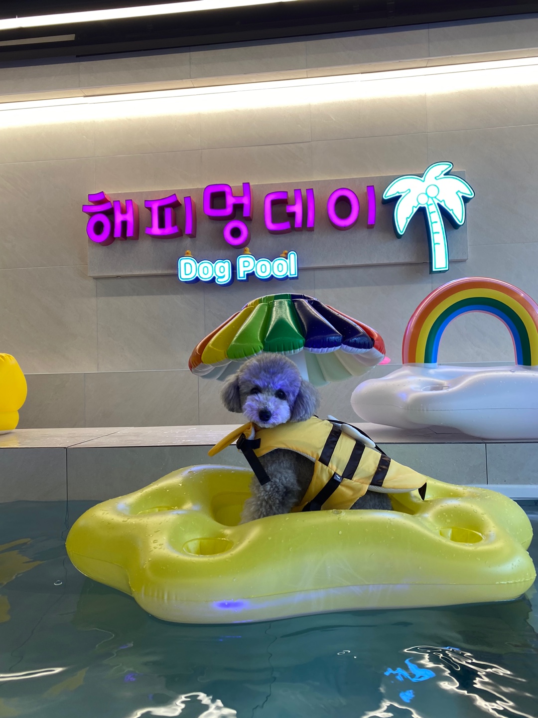 해피멍데이 애견카페 4
