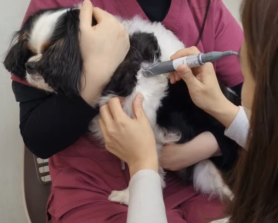 VIP동물한방재활의학센터byDr신사경 대표 이미지