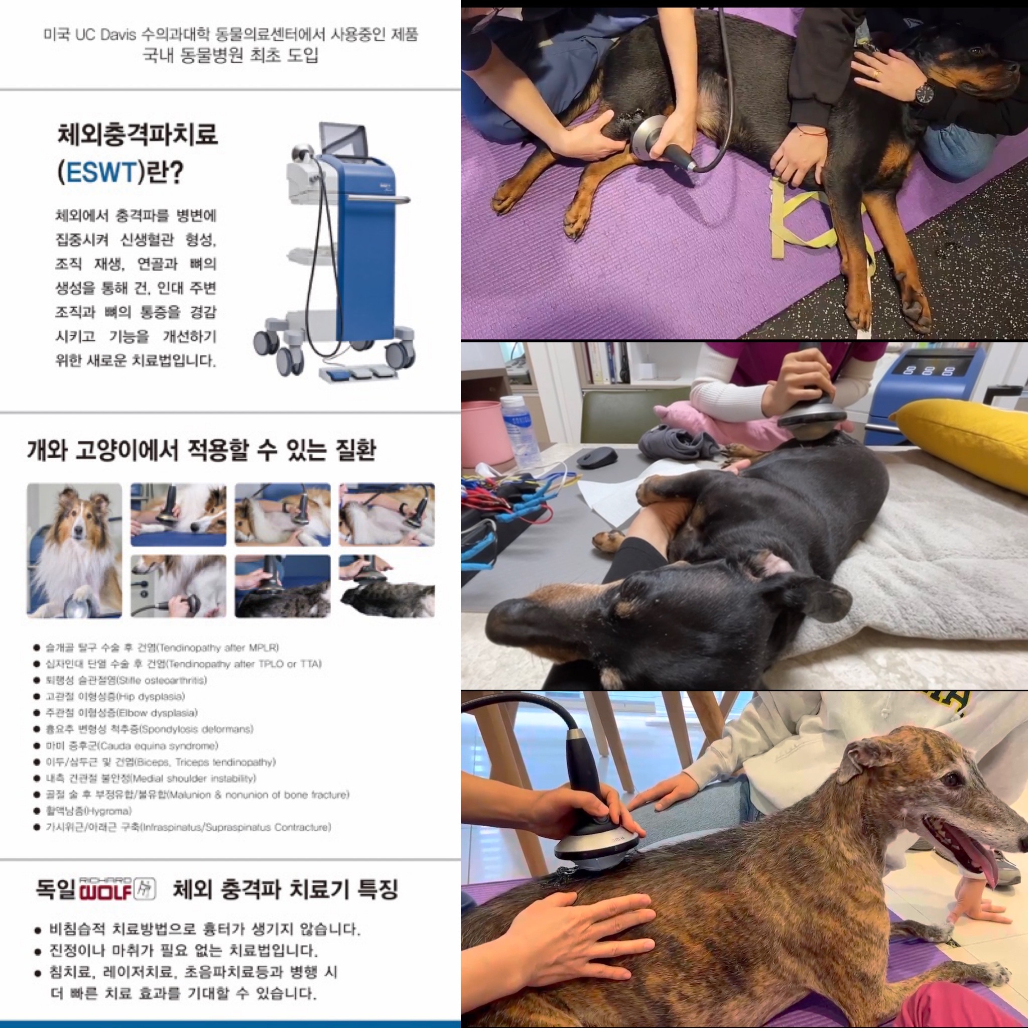 VIP동물한방재활의학센터 대표 이미지