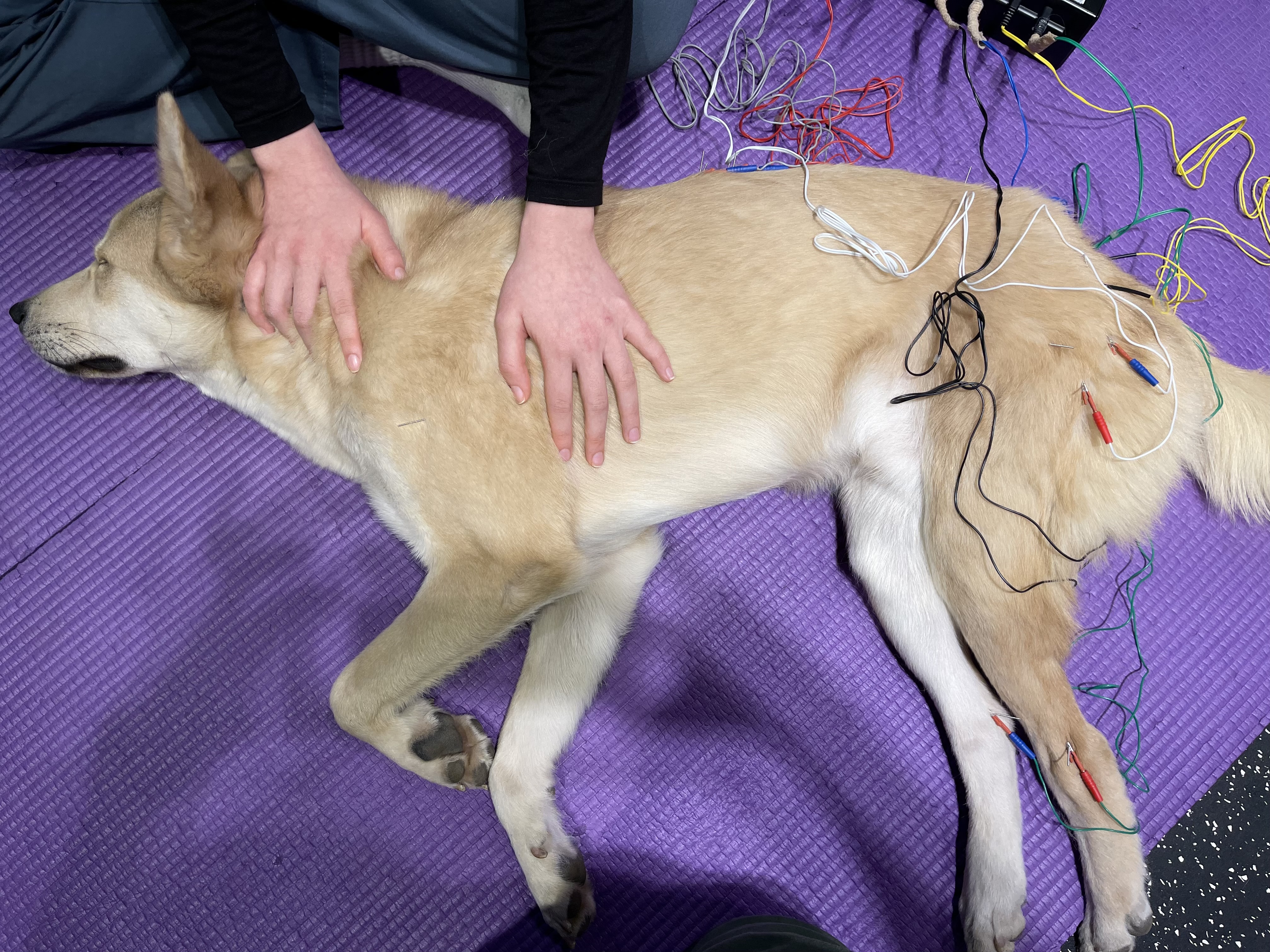 VIP동물한방재활의학센터 대표 이미지