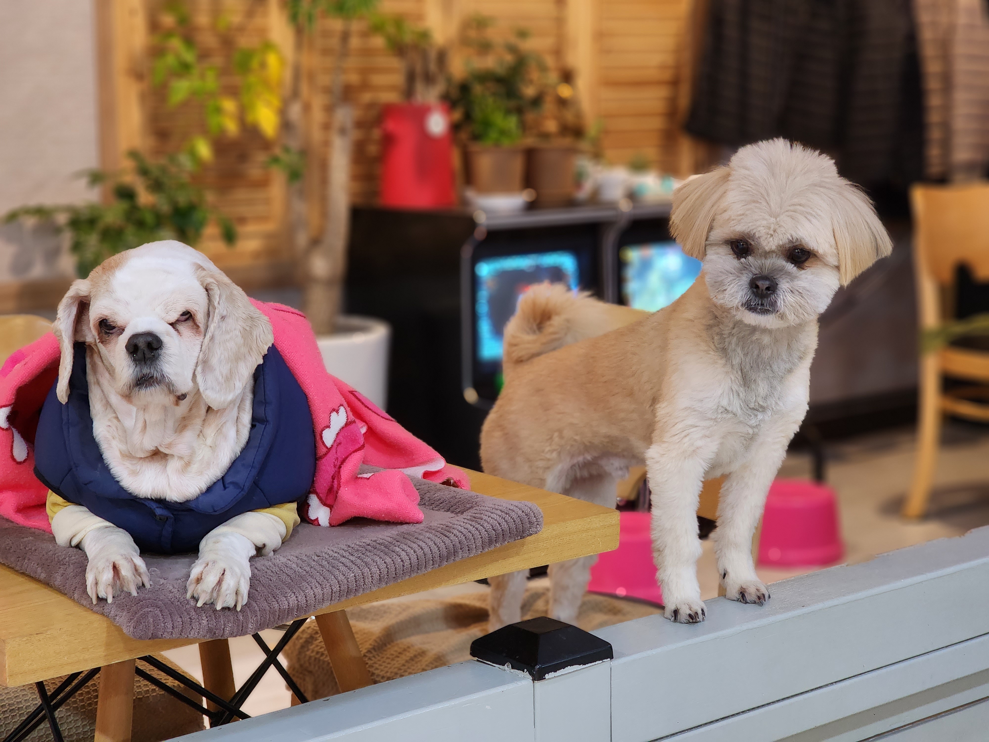 몽글몽글애견카페 대표 이미지