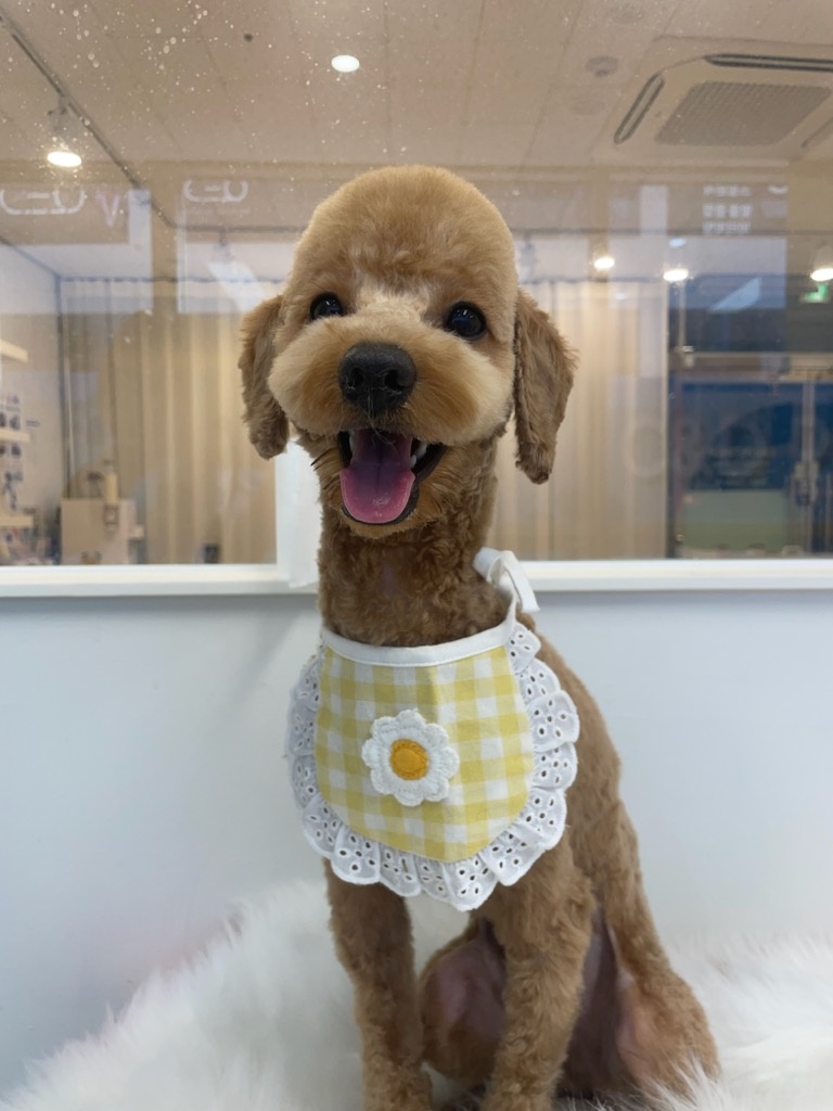 씨앤디펫샵 대표 이미지