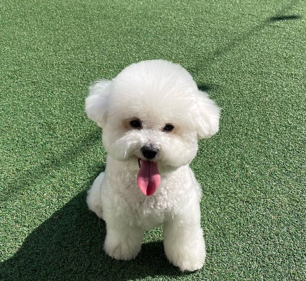 애견카페 로제몽