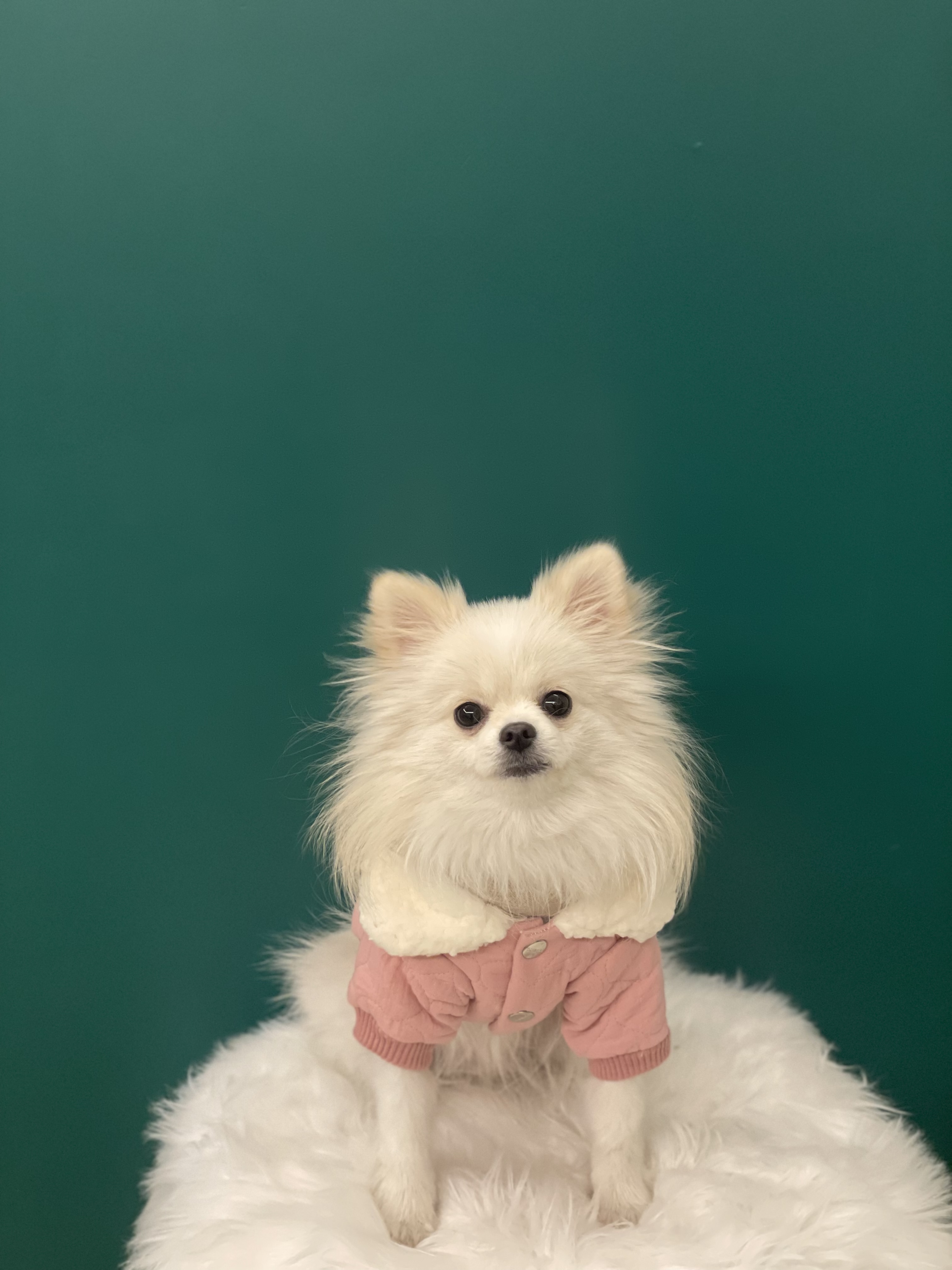 송현동강아지 대표 이미지
