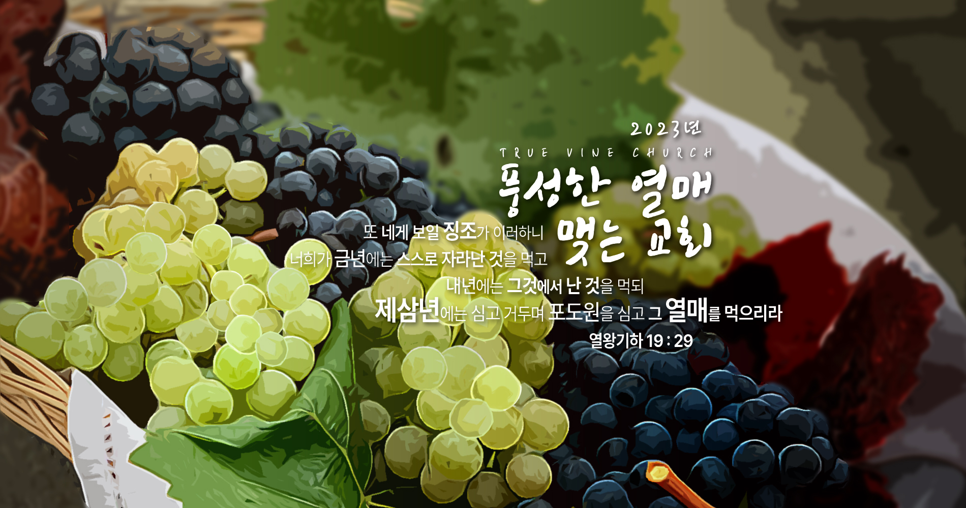 참포도나무교회