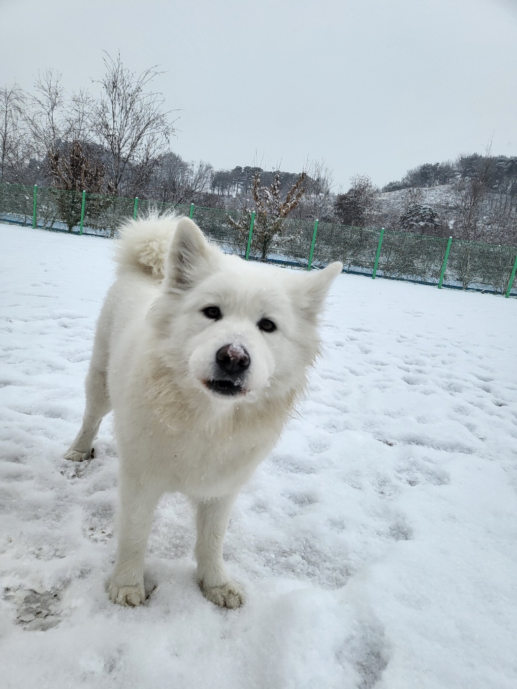 젠틀펫 반려동물 동반 카페