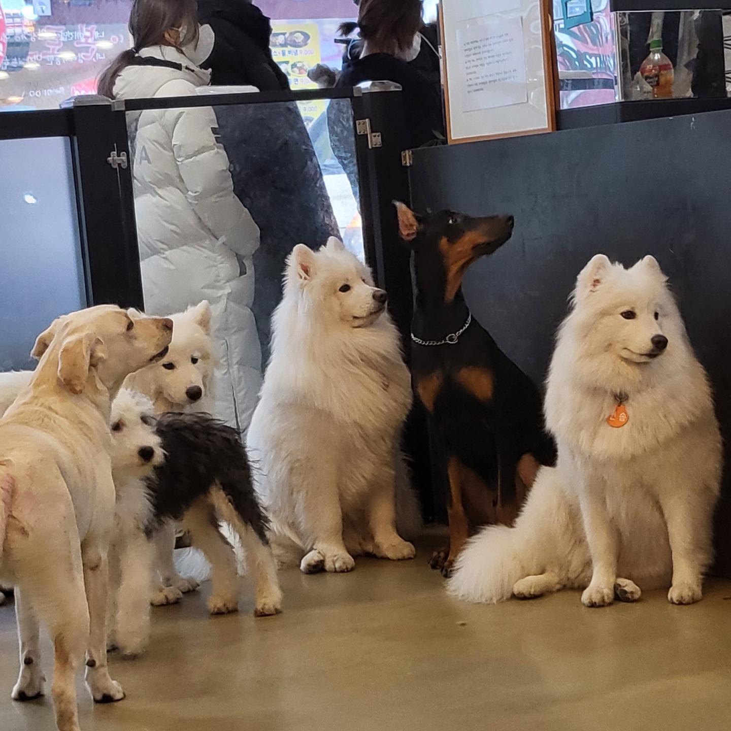 오시개 5