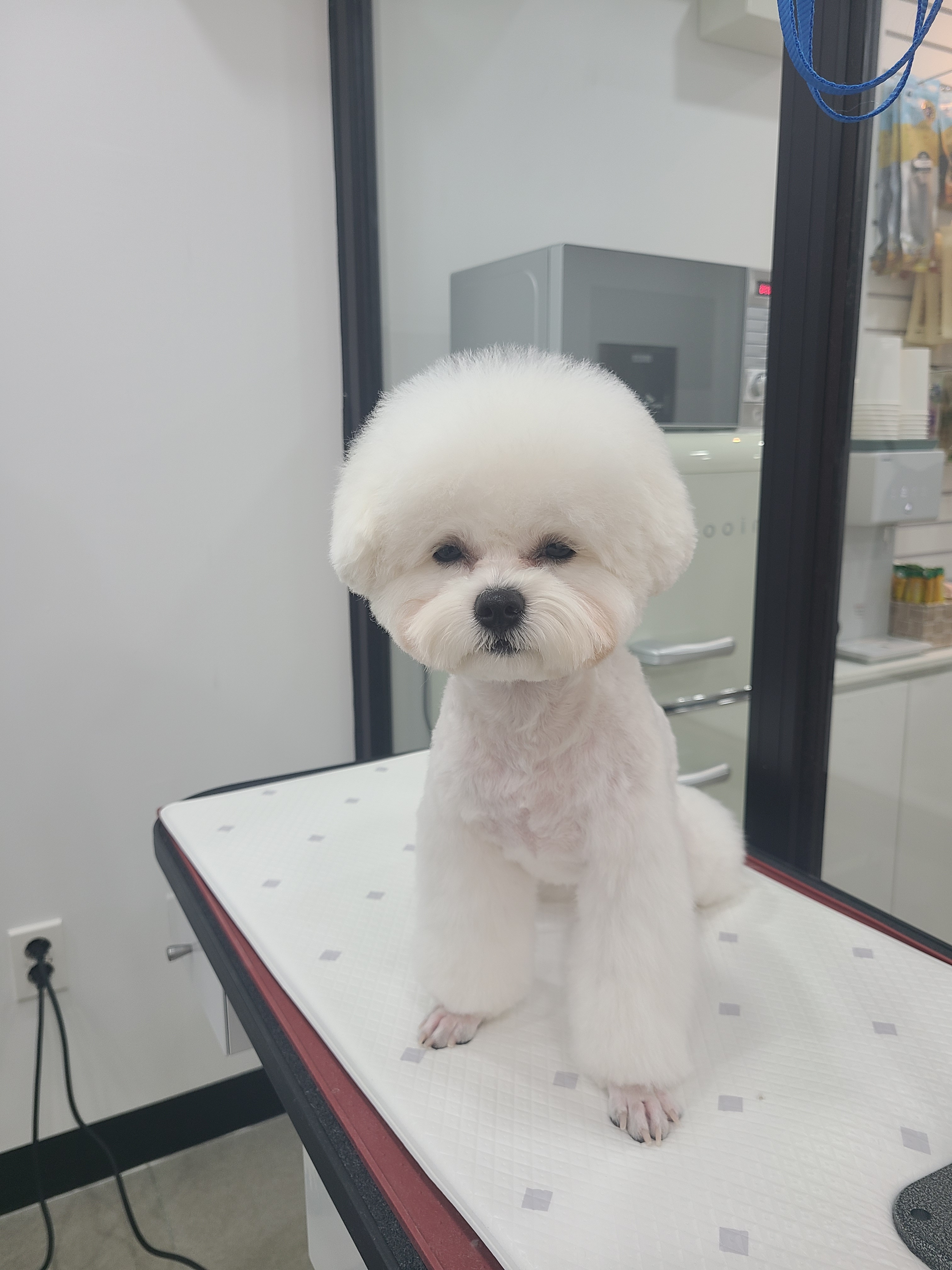 퐁실하개 대표 이미지