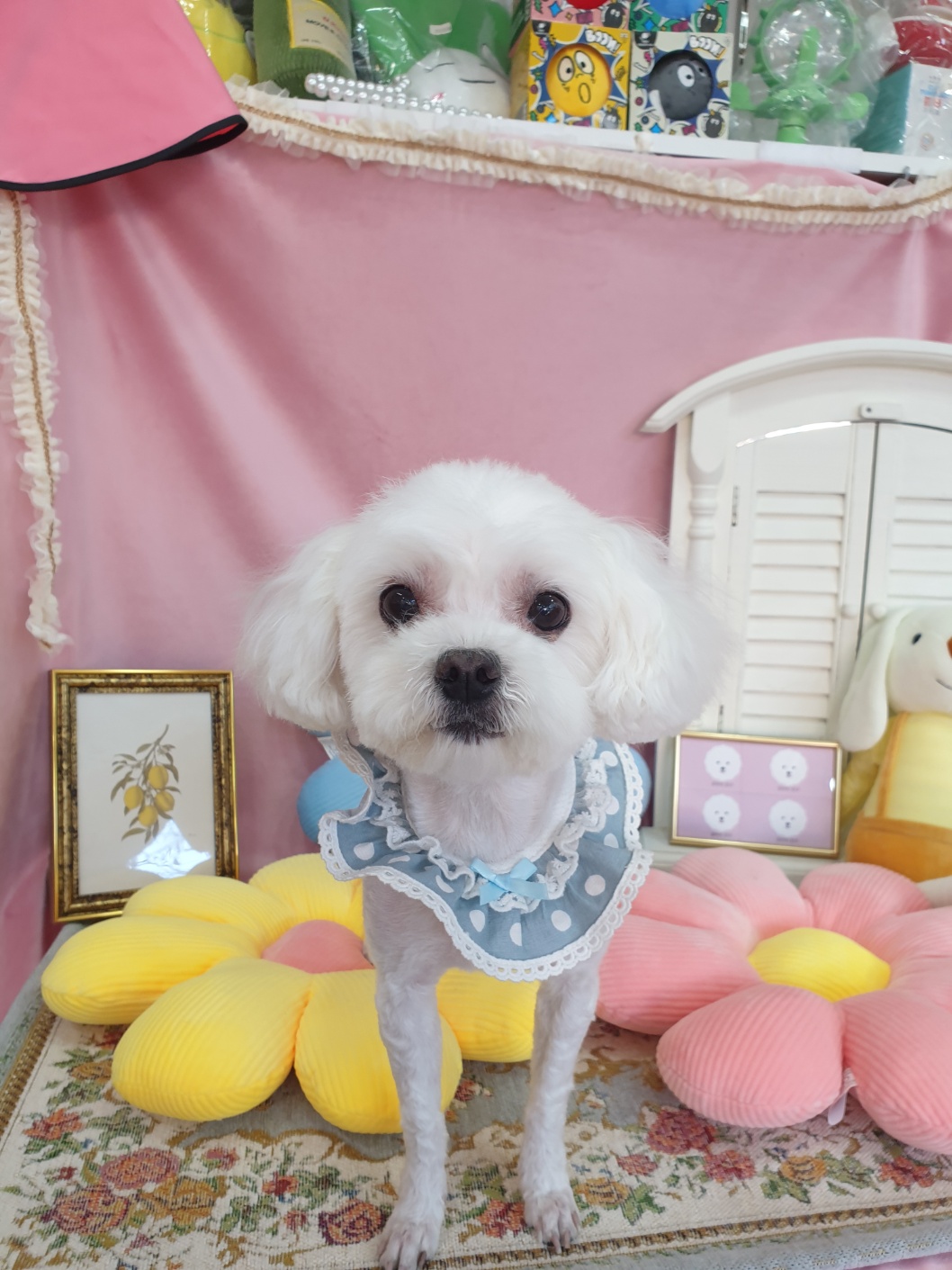 강아지친구 대표 이미지