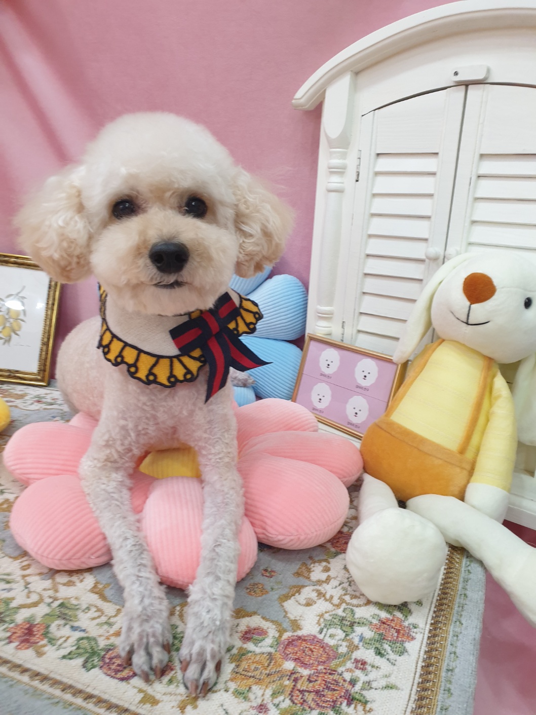 강아지친구 대표 이미지