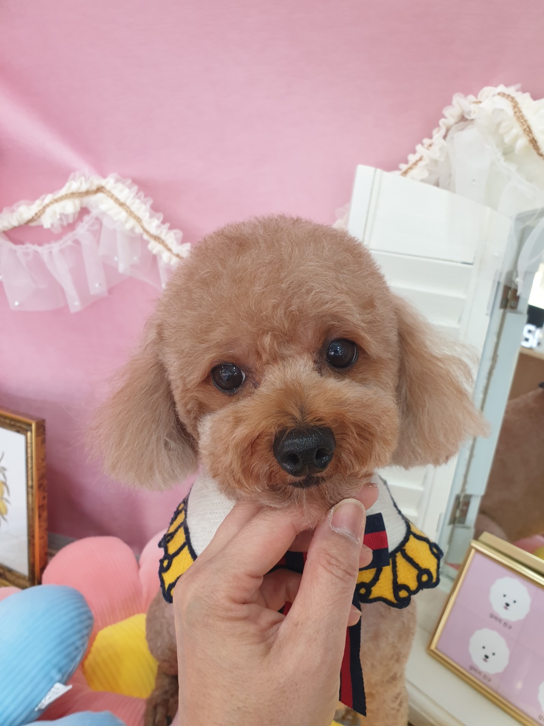 강아지친구 대표 이미지