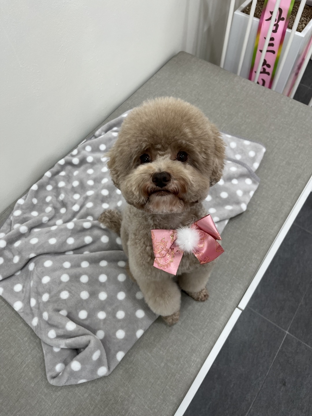 예쁘개 대표 이미지