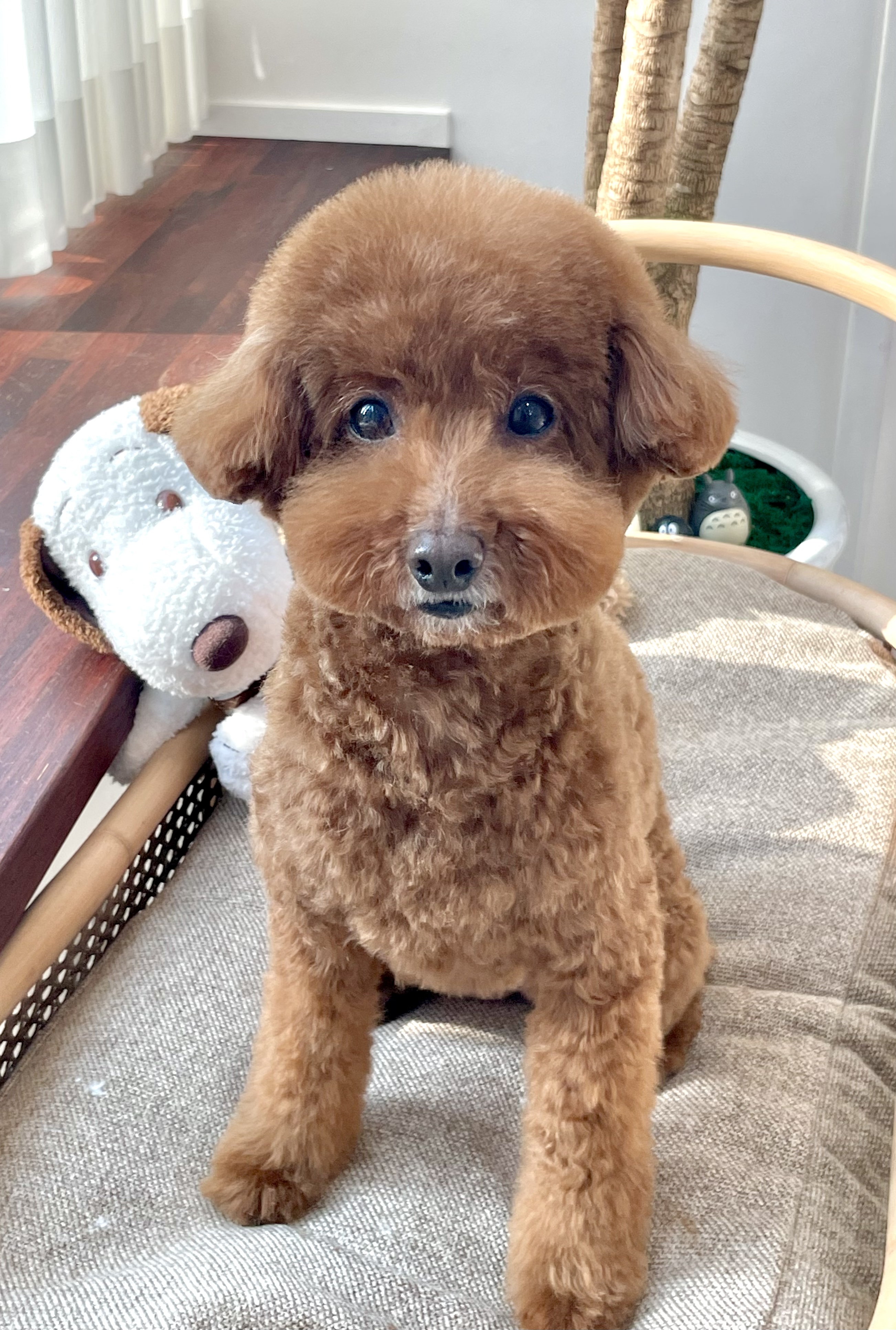 디오그 대표 이미지
