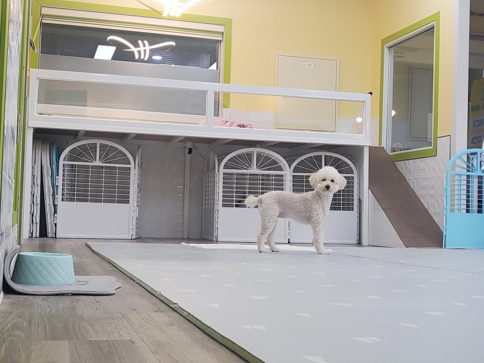 벽지뜯는강아지 대표 이미지