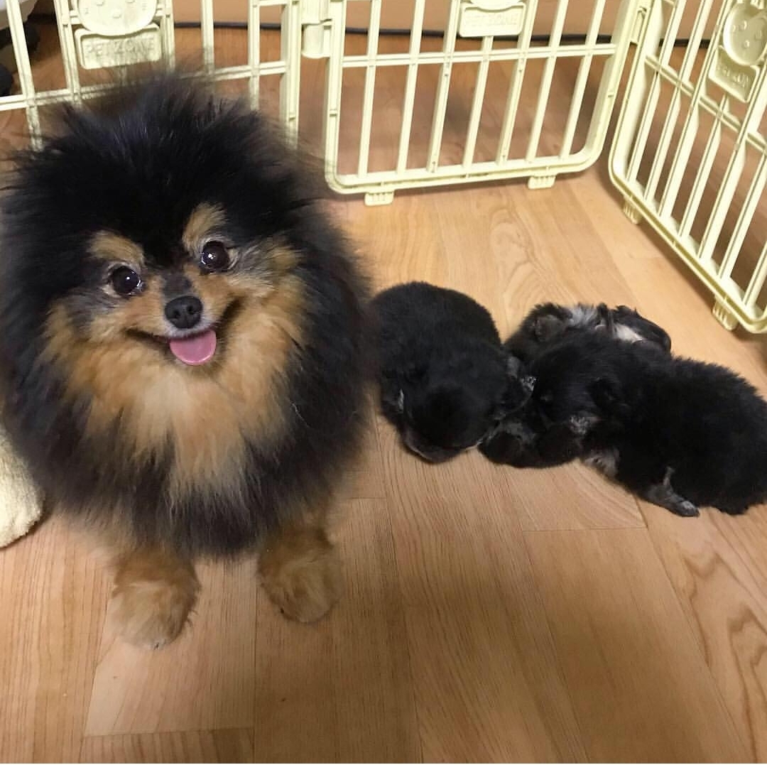 해피펫클럽
