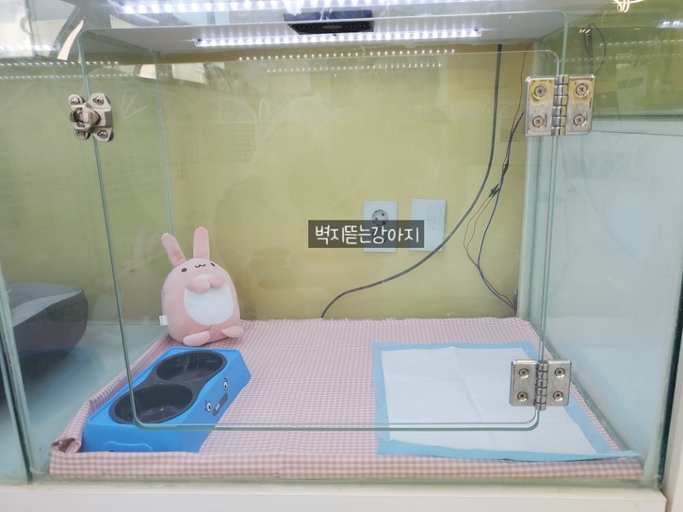 벽지뜯는강아지 대표 이미지