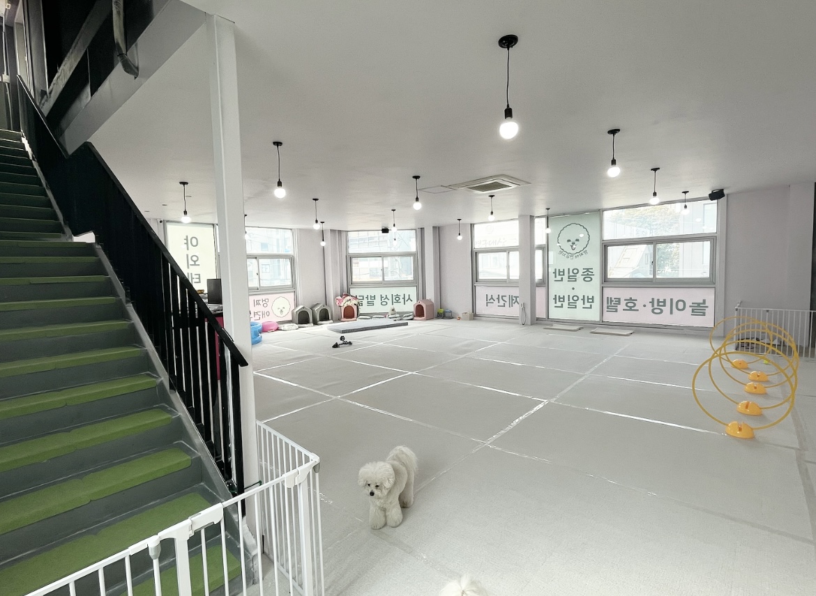 멍찌애견유치원 대표 이미지