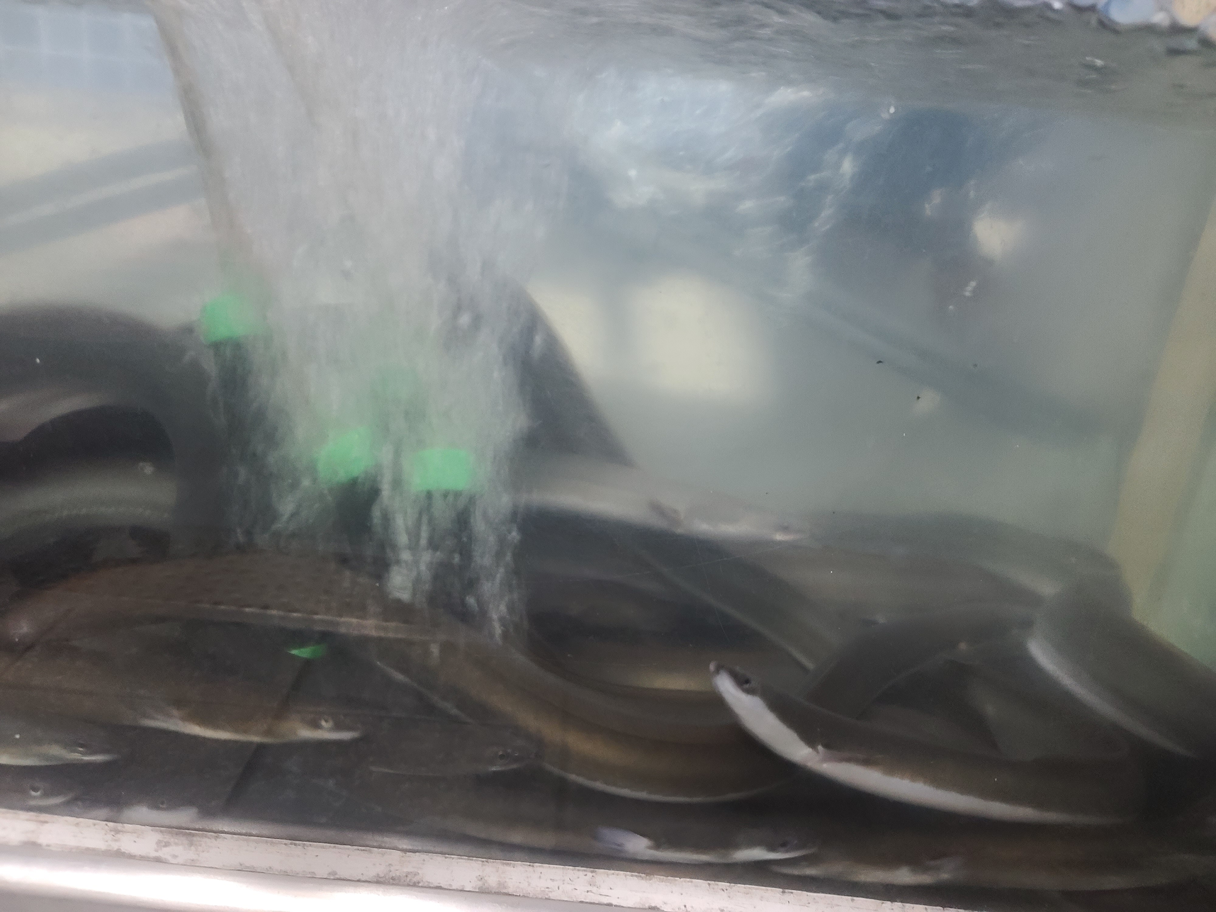 촌집 유구 마곡사 수국축제점 대표 이미지