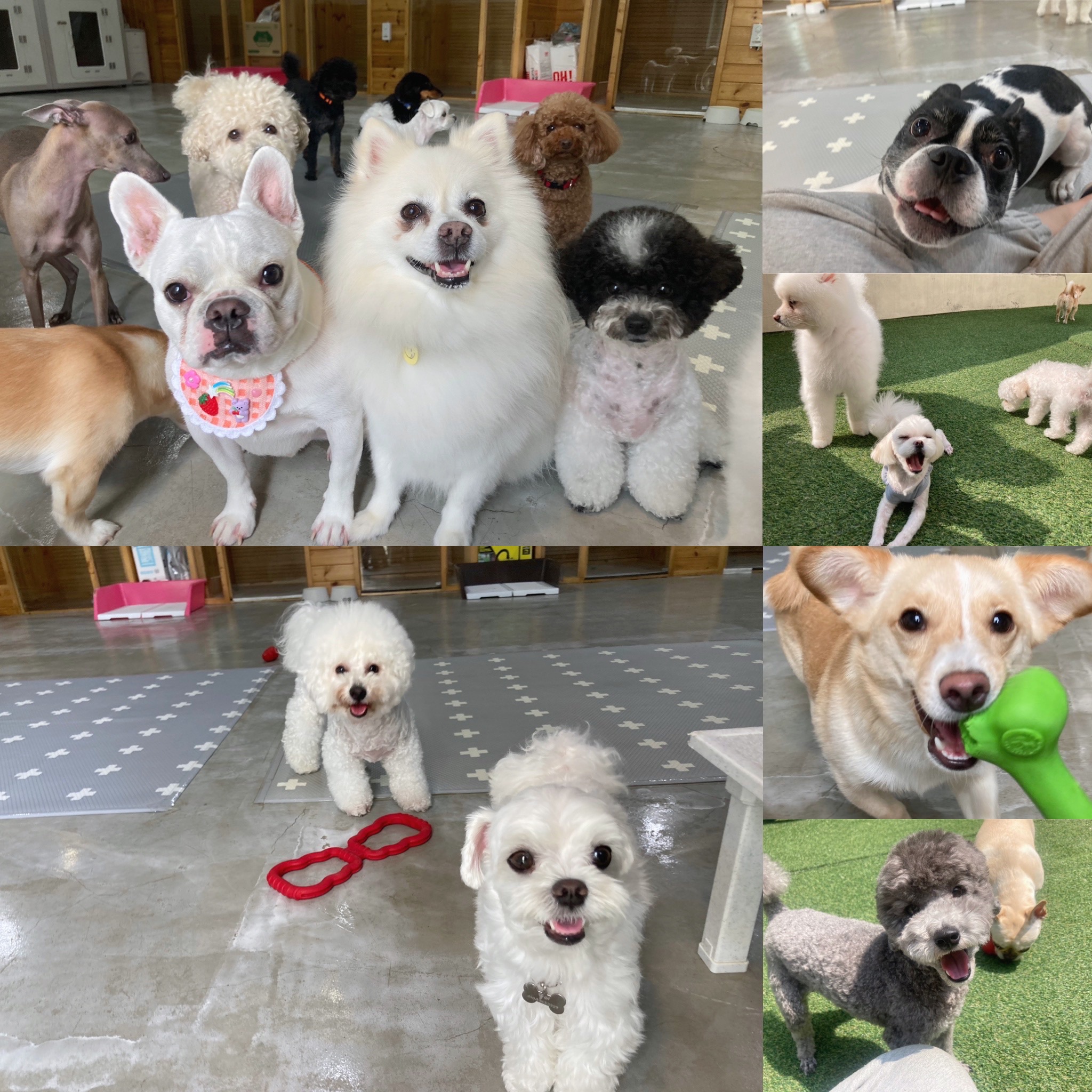 달중이네 펫호텔 대표 이미지