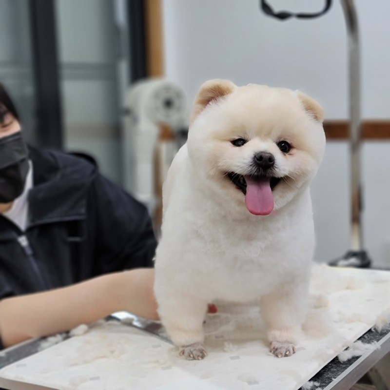 쿨펫애견미용학원 수원점