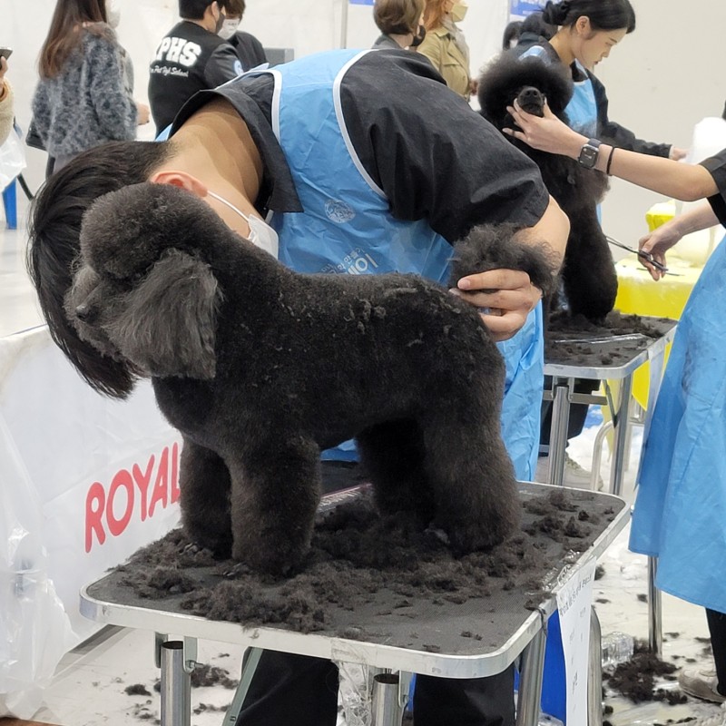 쿨펫애견미용학원 수원점