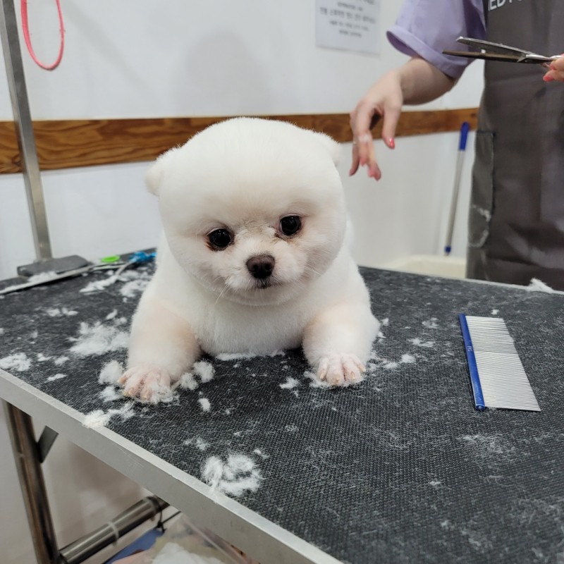 쿨펫애견미용학원 수원점