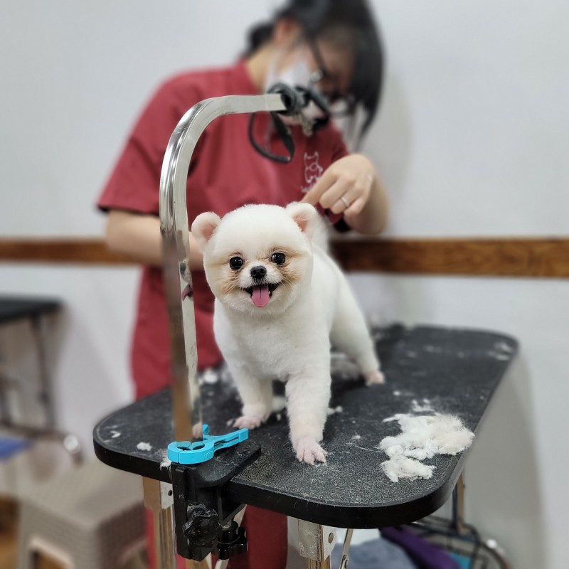 쿨펫애견미용학원 수원점