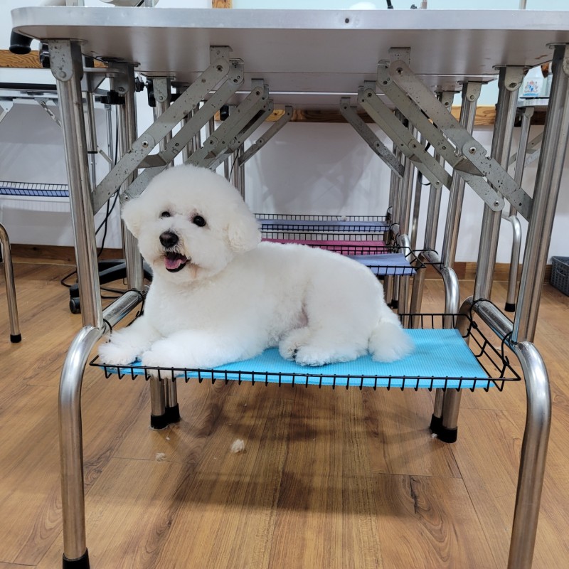 쿨펫애견미용학원 수원점