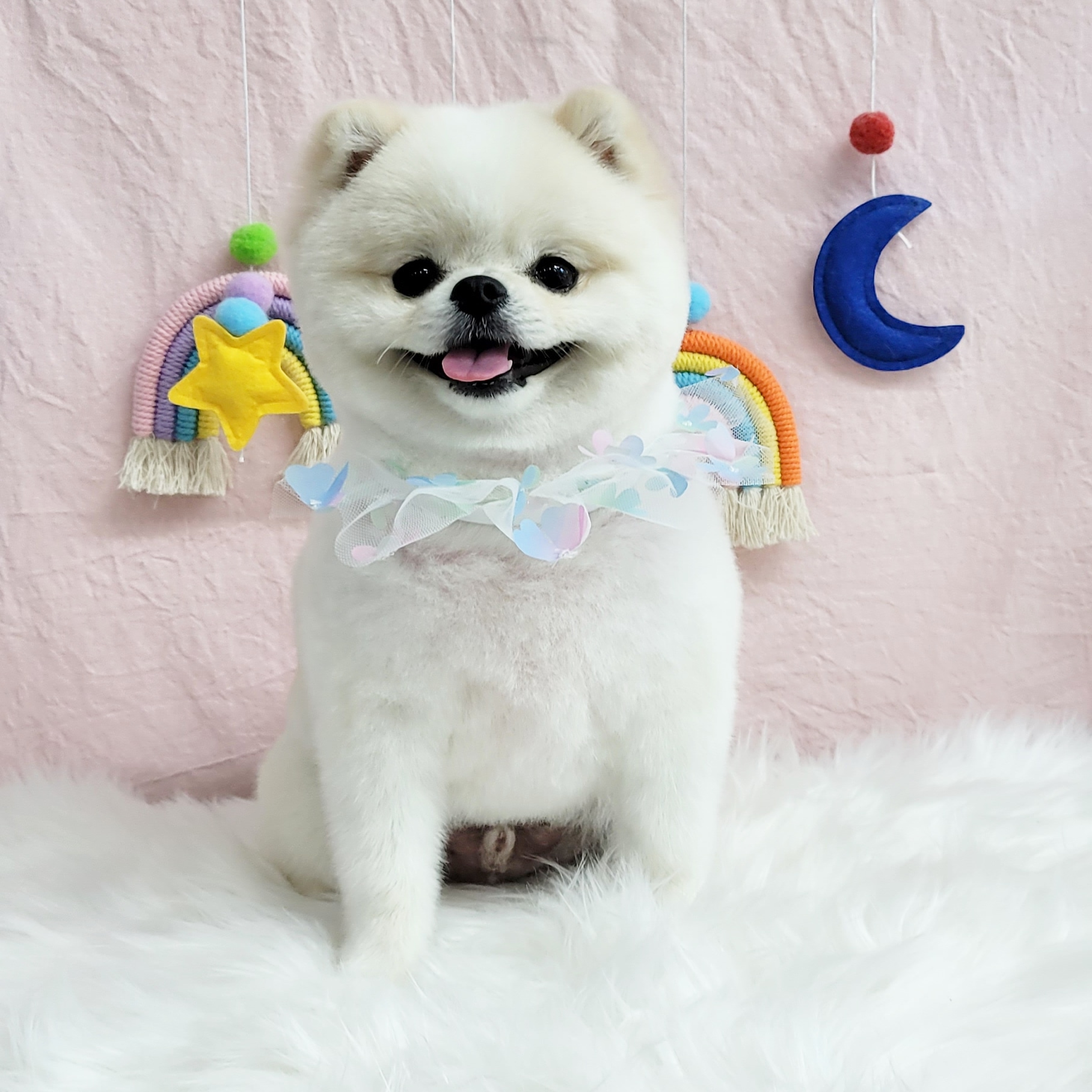 독DOG도 대표 이미지