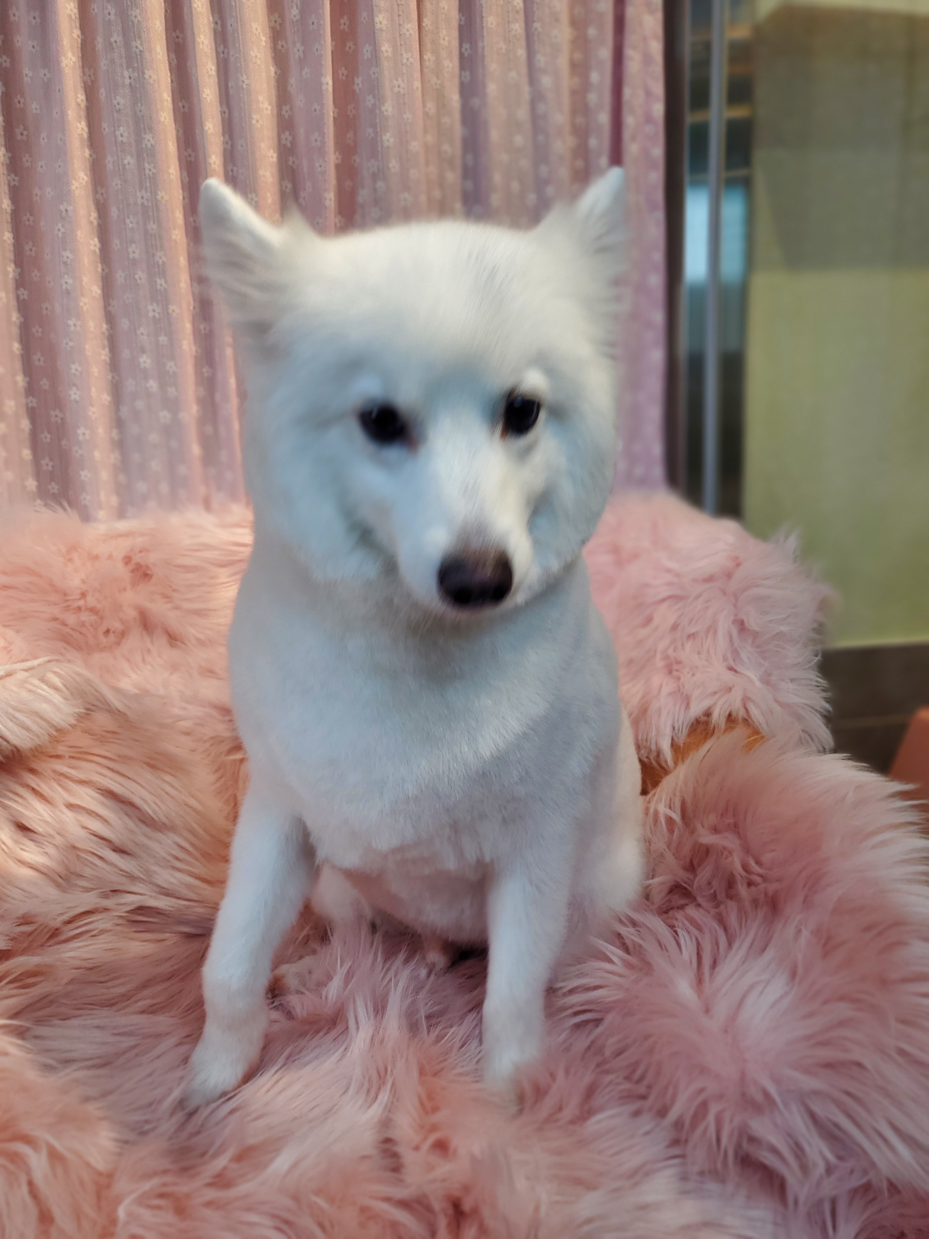 멍멍샵 대표 이미지