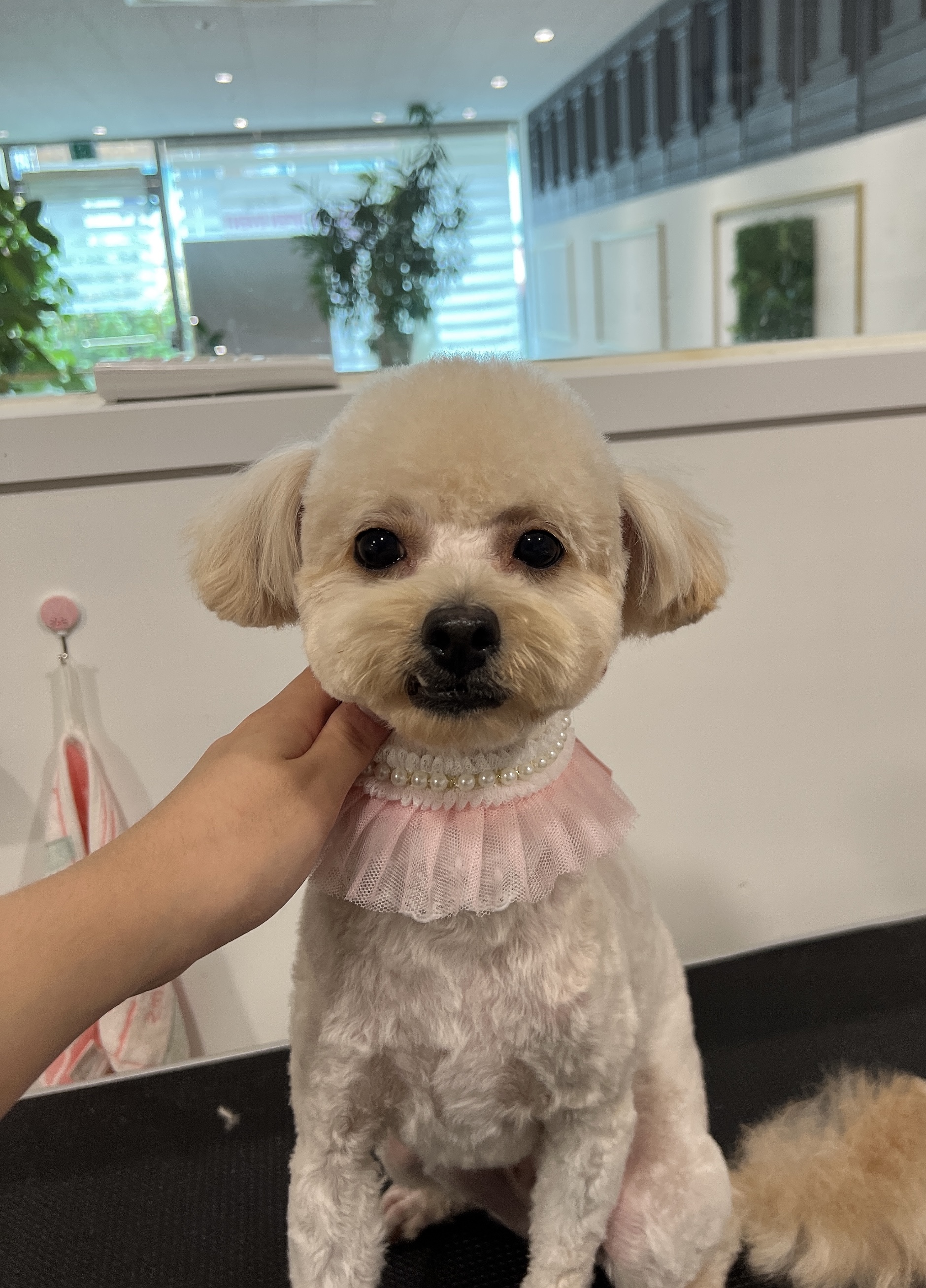 뽀dog 대표 이미지